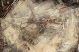 Beautiful, Petrified Wood (Araucaria) Slab - Madagascar #304805-1